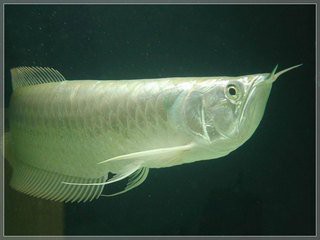 50厘米銀龍魚多久喂一次，50厘米的銀龍魚，多久喂一次比較好