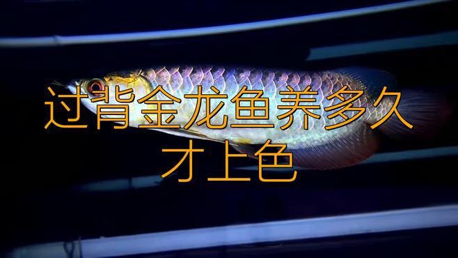 如何給過背金龍魚提供最佳發(fā)色環(huán)境？，為過背金龍魚提供最佳發(fā)色環(huán)境需綜合光照、水質(zhì)等多方面管理 如何給過背金龍魚提供最佳發(fā)色環(huán)境？，為過背金龍魚提供最佳發(fā)色環(huán)境需綜合光照、水質(zhì)等多方面管理 龍魚百科 第1張