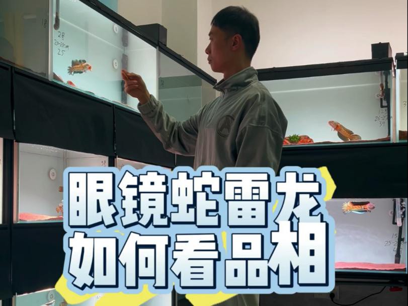 如何辨別雷龍魚的品質，《如何辨別雷龍魚的品質》