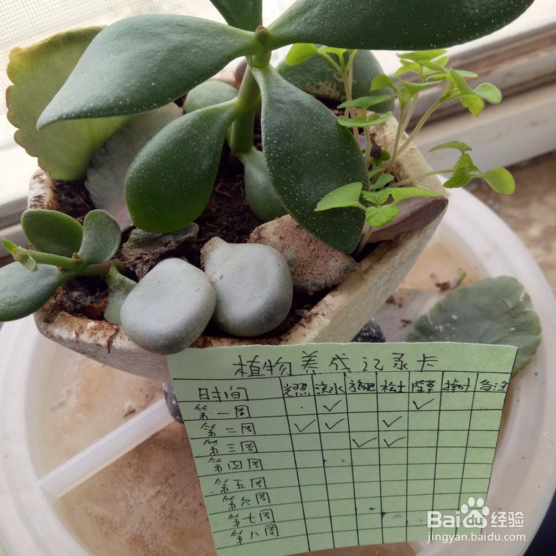 如何制作金龍苗的成長記錄卡？，《如何制作金龍苗的成長記錄卡》