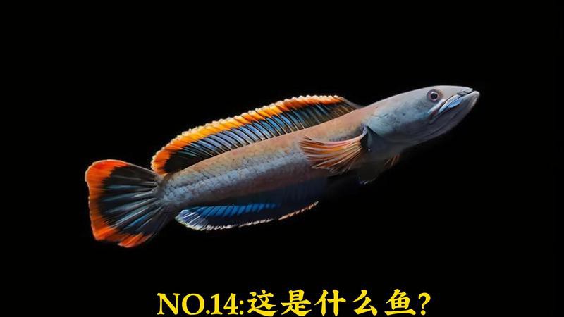 彩虹雷龍的市場價格是多少？，彩虹雷龍的價格大揭秘