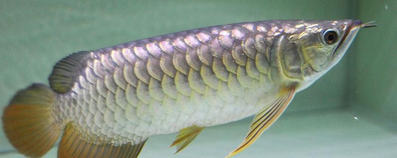 40厘米銀龍魚(yú)需要多大的魚(yú)缸？，40厘米銀龍魚(yú)大小會(huì)限制魚(yú)生長(zhǎng)嗎佩特汪看著“霸氣”