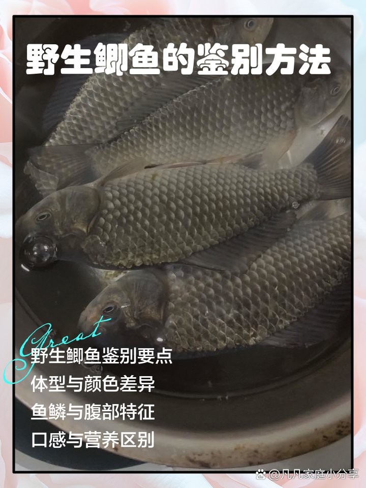 什么鯽魚中間有一條虛線，鯽魚側線之謎