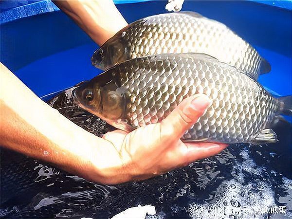 什么鯽魚中間有一條虛線，鯽魚側線之謎