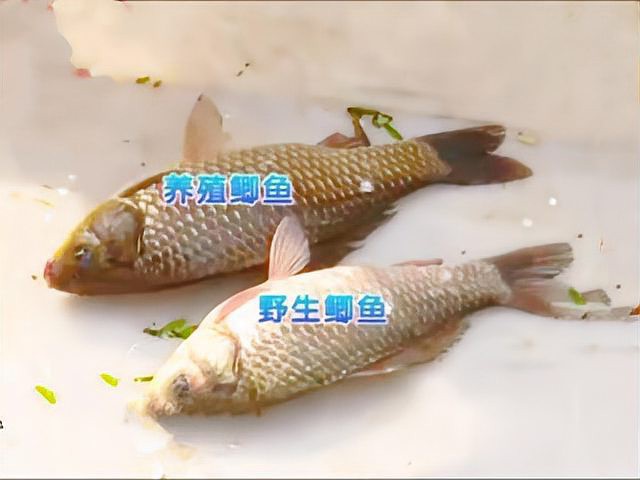 什么鯽魚中間有一條虛線，鯽魚側線之謎