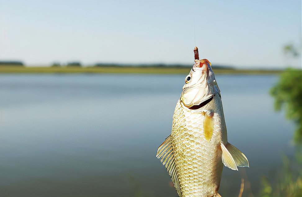 什么鯽魚中間有一條虛線，鯽魚側線之謎