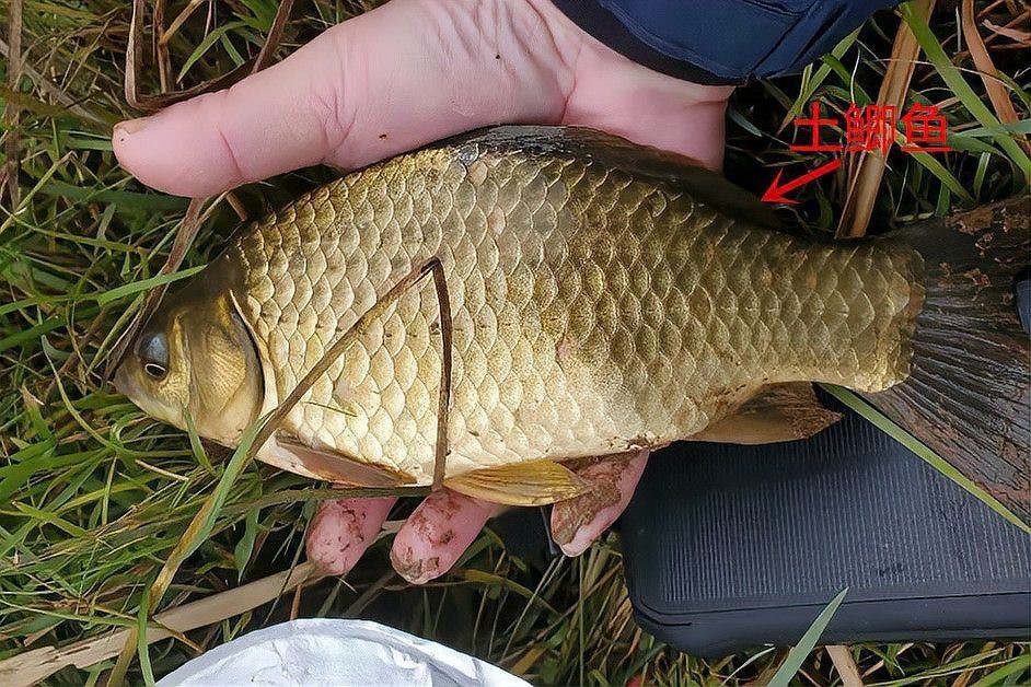什么鯽魚中間有一條虛線，鯽魚側線之謎