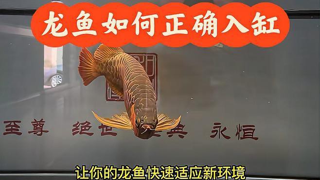 如何判斷龍魚是否適應新缸？，如何判斷水是否適合龍魚生長