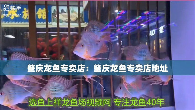 肇慶龍魚店，端州路18號龍魚專賣店肇慶龍魚專賣店:肇慶龍魚專賣店
