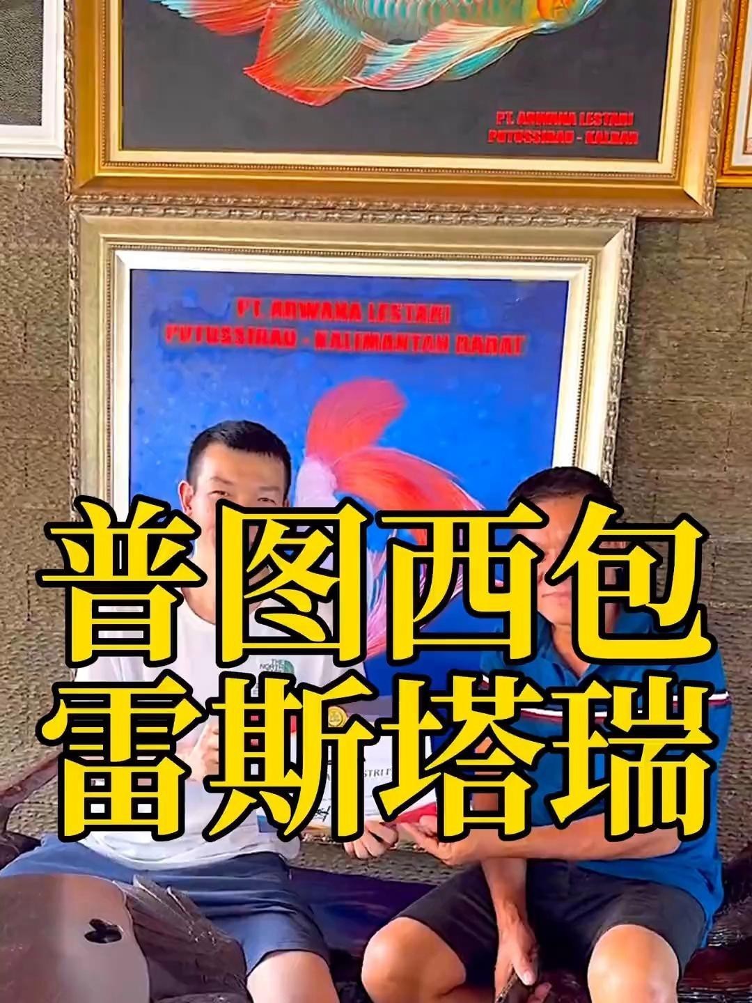 鳳凰龍魚有哪些品種？，鳳凰龍魚有多少個品種研途王導龍魚品種史跡巡編輯