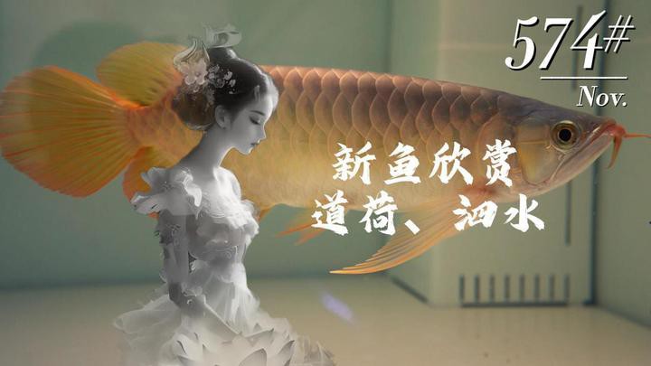 泗水龍魚店，哈爾濱泗水龍魚商貿有限公司如何辨別泗水龍魚的品質