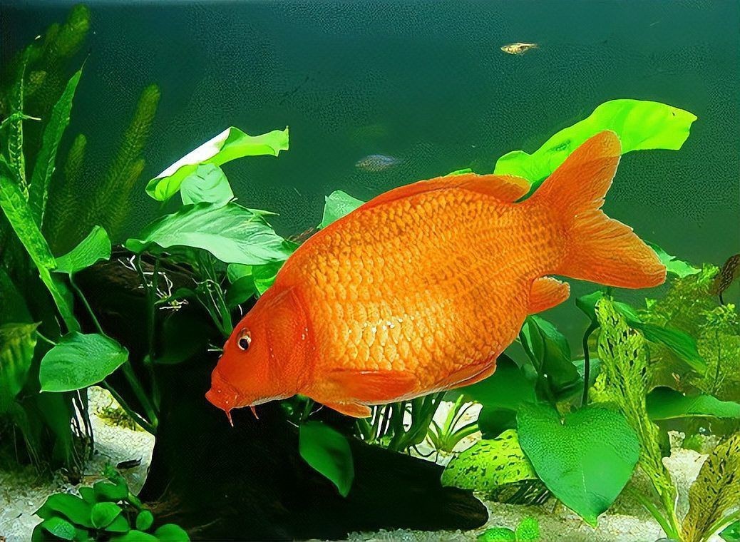 鯉魚全部品種，錦鯉怎么區分檔次有哪些品種多少花色aisimaodu