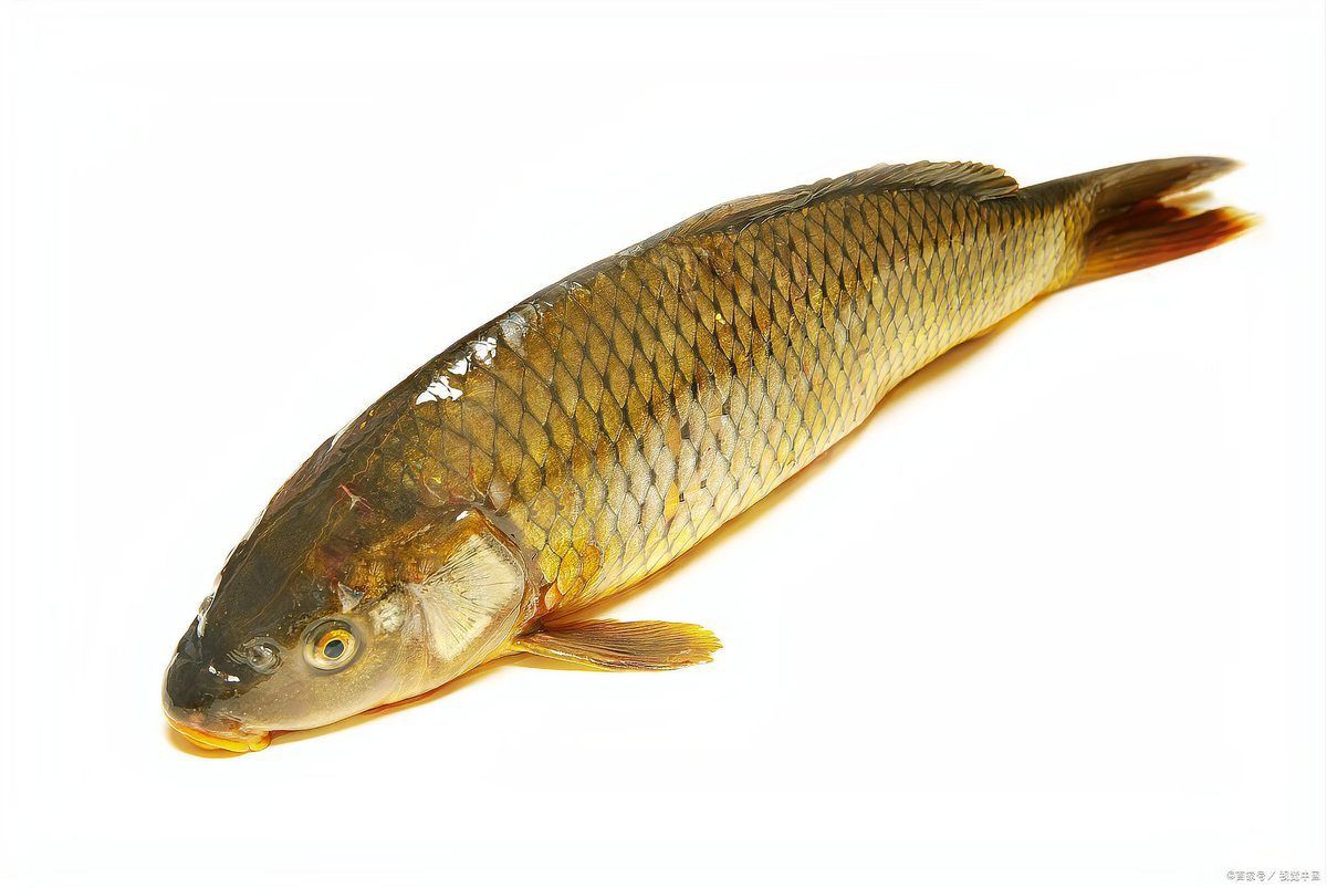 鯉魚全部品種，錦鯉怎么區分檔次有哪些品種多少花色aisimaodu