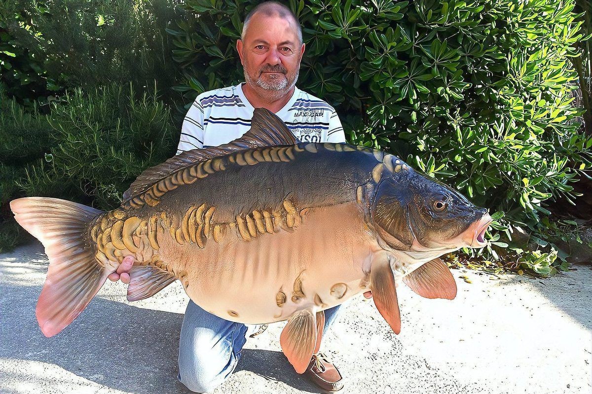 鯉魚全部品種，錦鯉怎么區分檔次有哪些品種多少花色aisimaodu