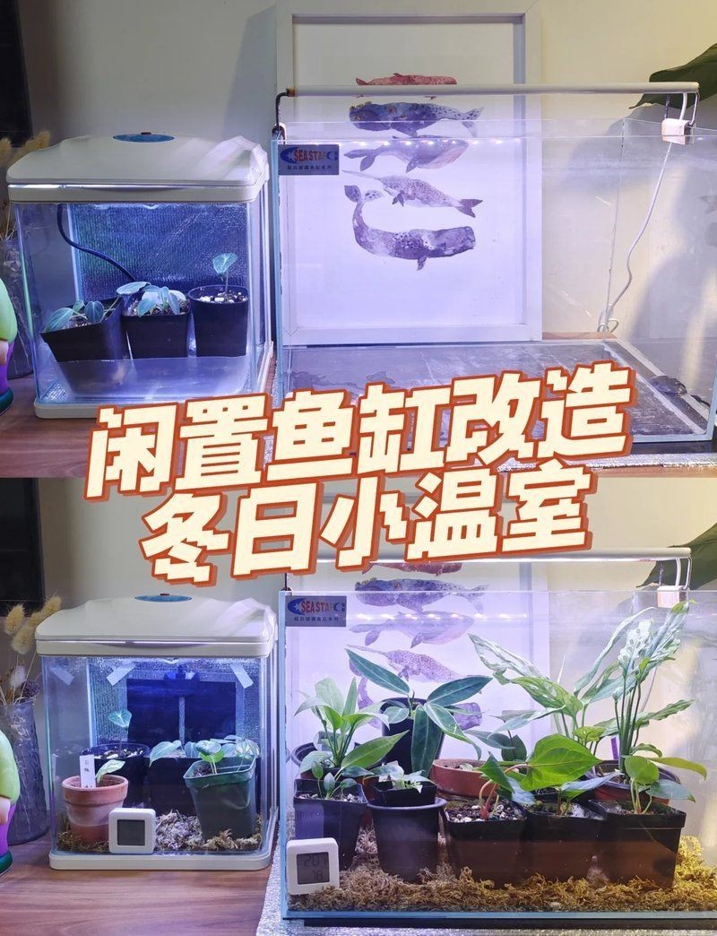 神木魚缸維護，神木魚缸專業維護全攻略