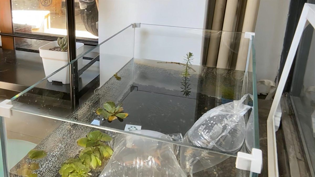 神木魚缸維護，神木魚缸專業維護全攻略