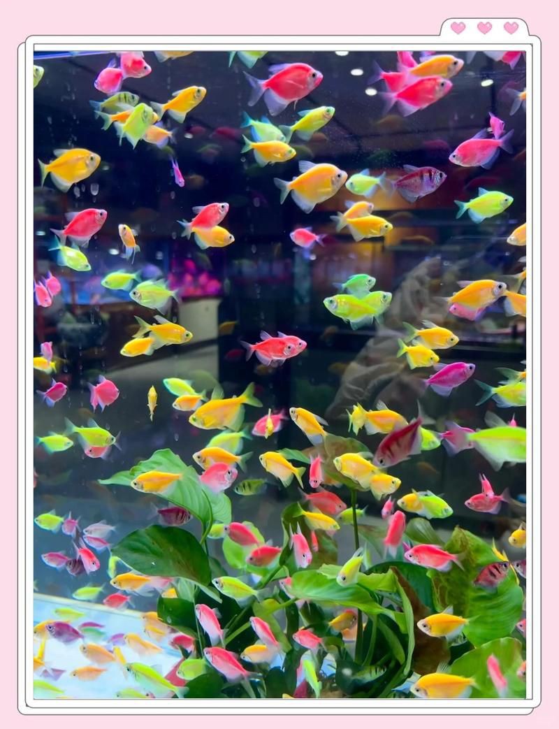 張家口水族店，張家口水族店經營范圍