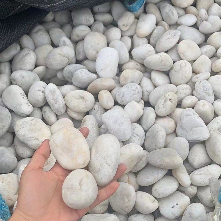 漳州水族批發(fā)市場(chǎng)，漳州水族批發(fā)市場(chǎng)是當(dāng)?shù)刂匾乃a(chǎn)及觀賞魚集散地