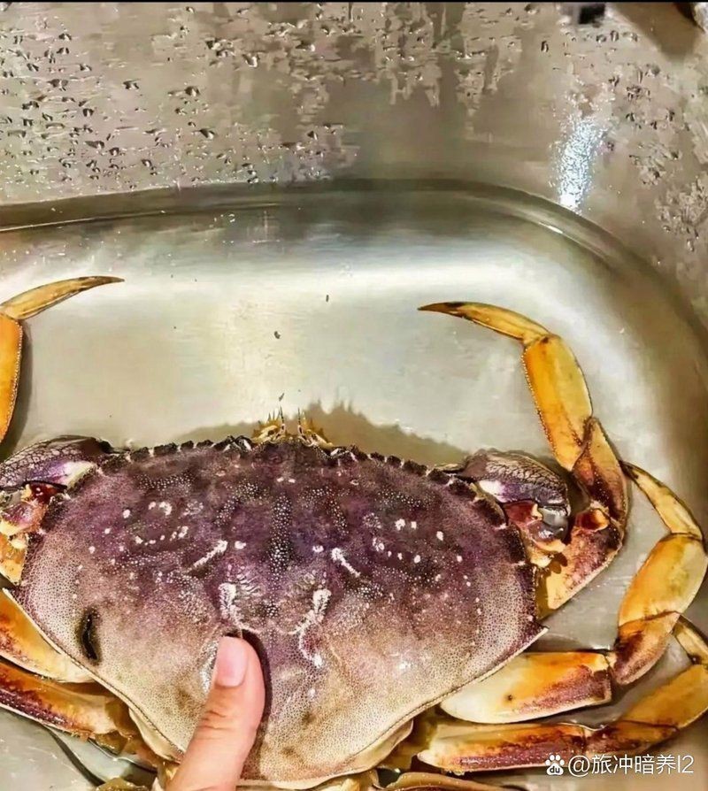 漳州水族批發(fā)市場(chǎng)，漳州水族批發(fā)市場(chǎng)是當(dāng)?shù)刂匾乃a(chǎn)及觀賞魚集散地