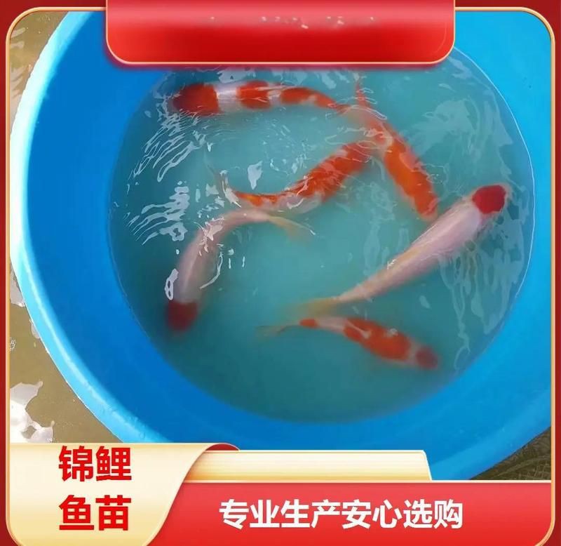 漳州水族批發(fā)市場(chǎng)，漳州水族批發(fā)市場(chǎng)是當(dāng)?shù)刂匾乃a(chǎn)及觀賞魚集散地