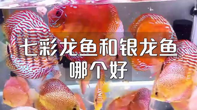 七彩龍魚和銀龍魚哪個(gè)更適合新手？，七彩龍魚和銀龍魚哪個(gè)好evan漫游記漫游記