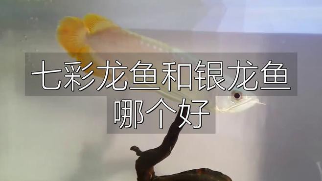 七彩龍魚和銀龍魚哪個更適合新手？，七彩龍魚和銀龍魚哪個好evan漫游記漫游記