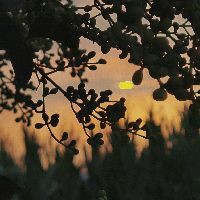 大連魚缸批發(fā)市場(chǎng)，大連魚缸批發(fā)市場(chǎng)分布