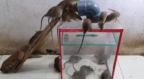 家庭滅鼠最佳方法，《家庭建立科學滅鼠最佳方法》