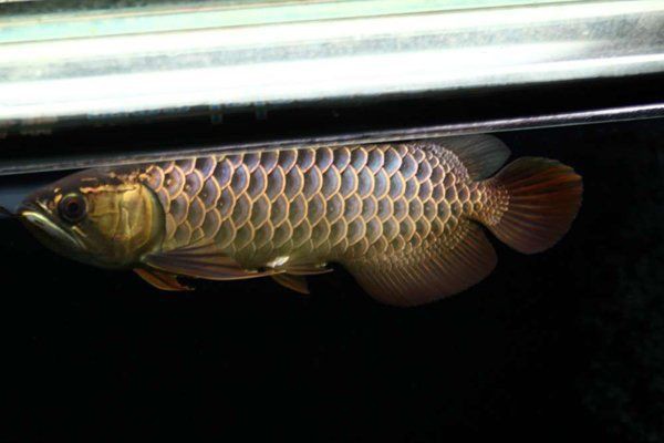呂梁魚缸維護，呂梁山區生態魚缸日常維護及注意事項