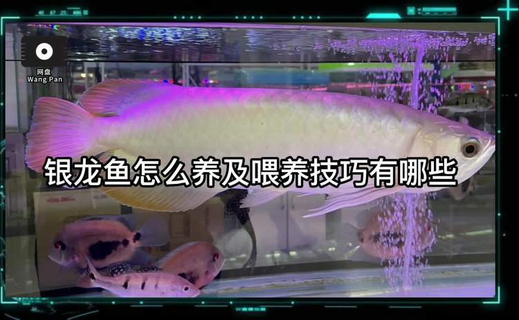 60公分銀龍魚需要多大的魚缸？，60公分銀龍魚怎么養及喂養技巧有哪些網易「從0開始養龍魚