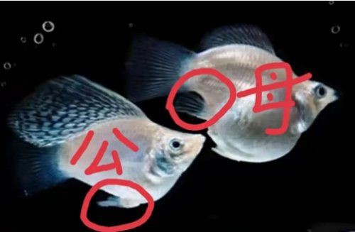 公魚跟母魚配對，《公魚跟母魚配對》
