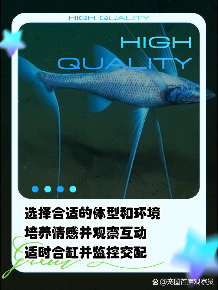 公魚跟母魚配對，《公魚跟母魚配對》