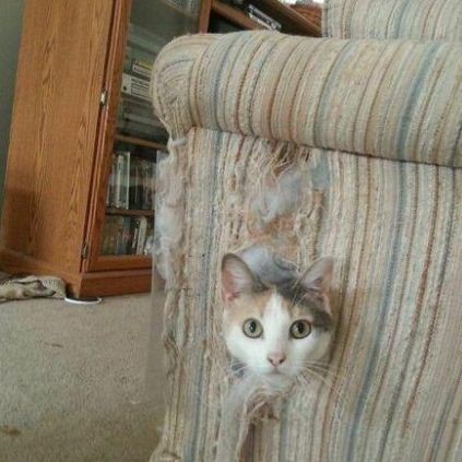 公魚跟母魚配對，《公魚跟母魚配對》