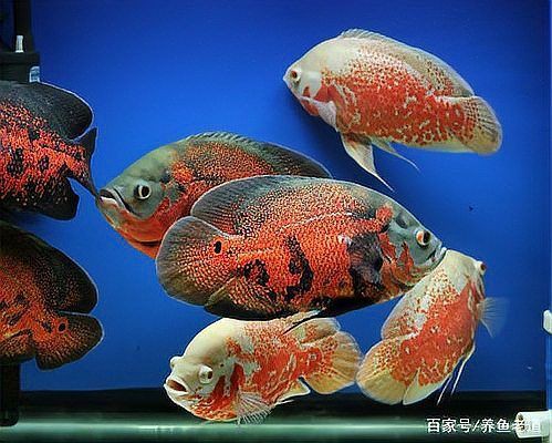 公魚跟母魚配對，《公魚跟母魚配對》