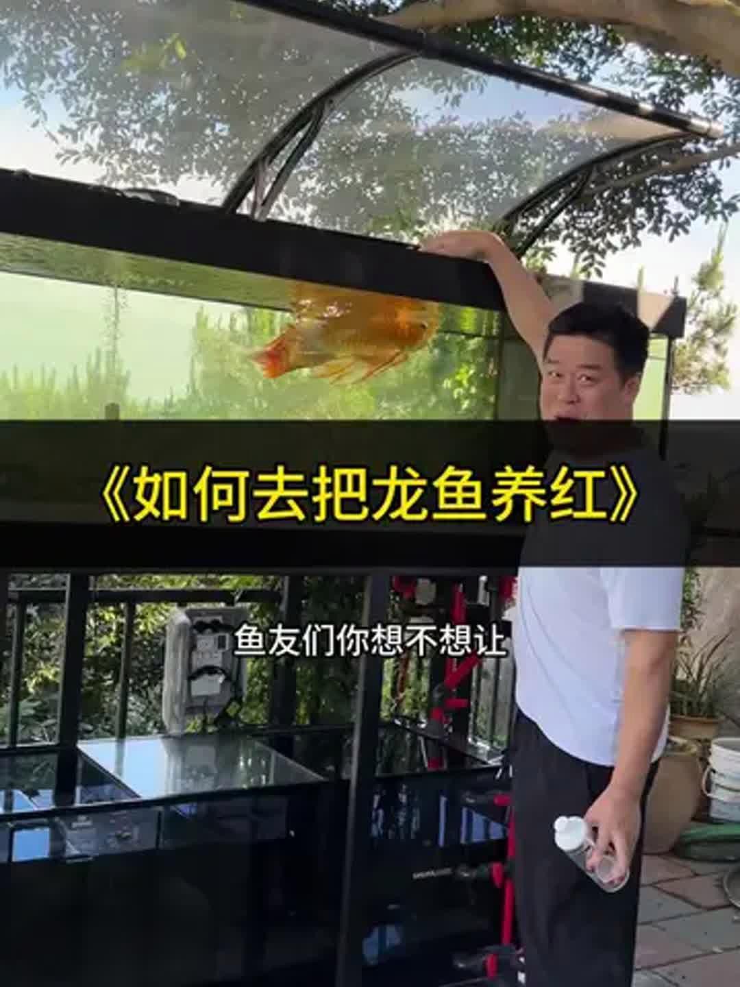 如何優化紅龍魚發色？，原龍工作室-將軍、巴婁紅龍魚飼養技巧