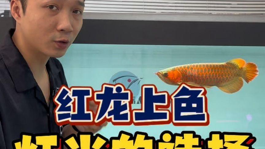 如何設(shè)置紅龍魚缸的燈光？，紅龍魚缸增艷燈讓紅龍更亮眼,色彩搭配技巧大揭秘