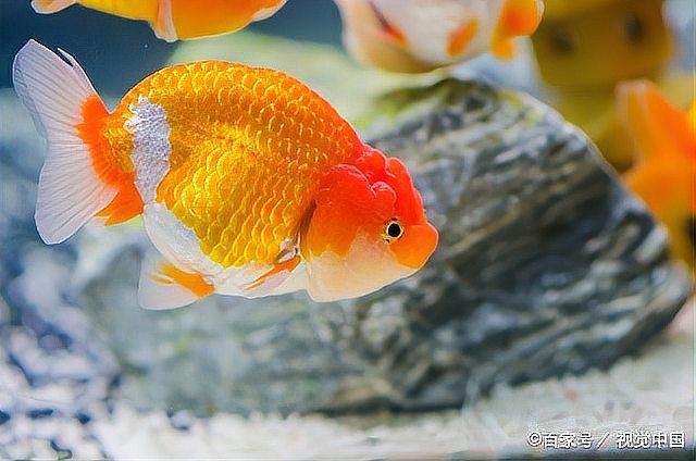 如何判斷龍魚腹凸的嚴重程度？，一招教你破解高死亡率腹水的金魚養魚老道,黃顙魚“大肚子”來襲