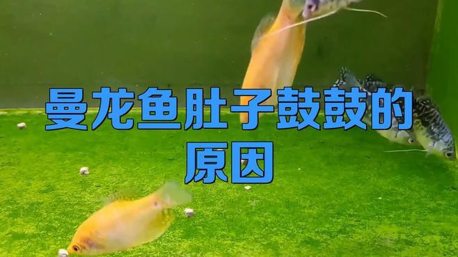 如何判斷龍魚腹凸的嚴重程度？，一招教你破解高死亡率腹水的金魚養魚老道,黃顙魚“大肚子”來襲
