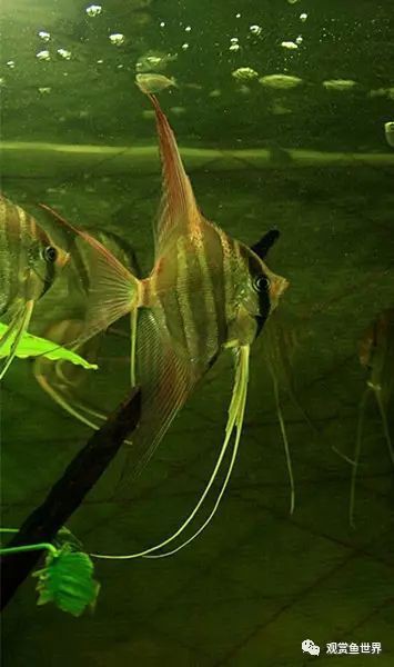 秘魯神仙魚和埃及神仙魚哪個更漂亮，關于秘魯神仙魚與埃及神仙魚誰更漂亮見過10種以上的都是大神