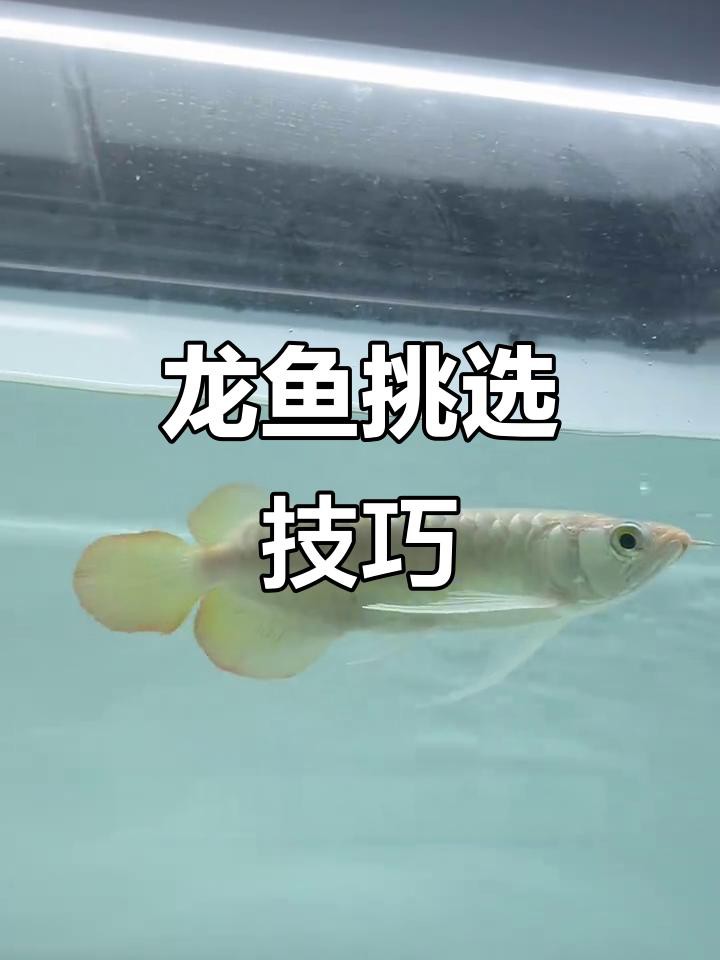 如何挑選健康的金龍魚苗？，如何挑選健康的金龍魚苗從漁場到水族店全程解析