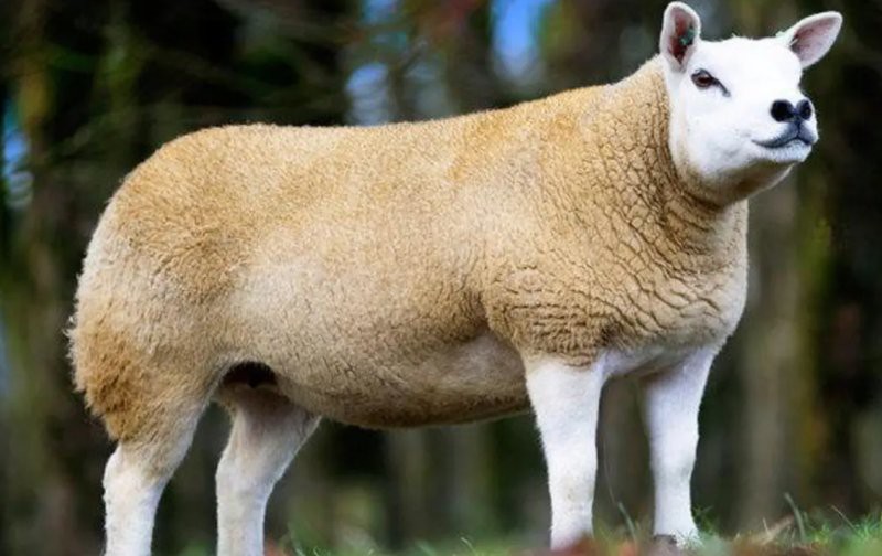 有哪些著名的金龍魚拍賣記錄？，世界上最貴的動物居然是這些動物過背金龍拍出天價