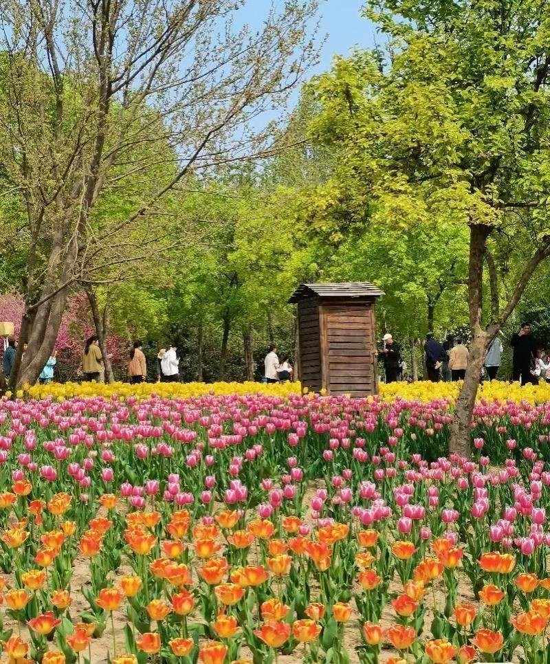 樅陽水族店，樅陽水族店的市場需求有多大