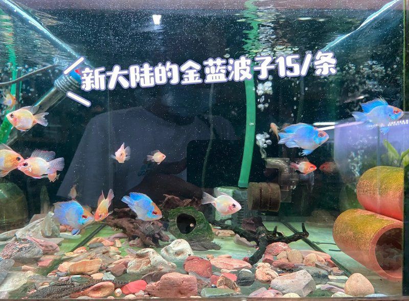 高陵水族批發市場，西安高陵水族批發市場