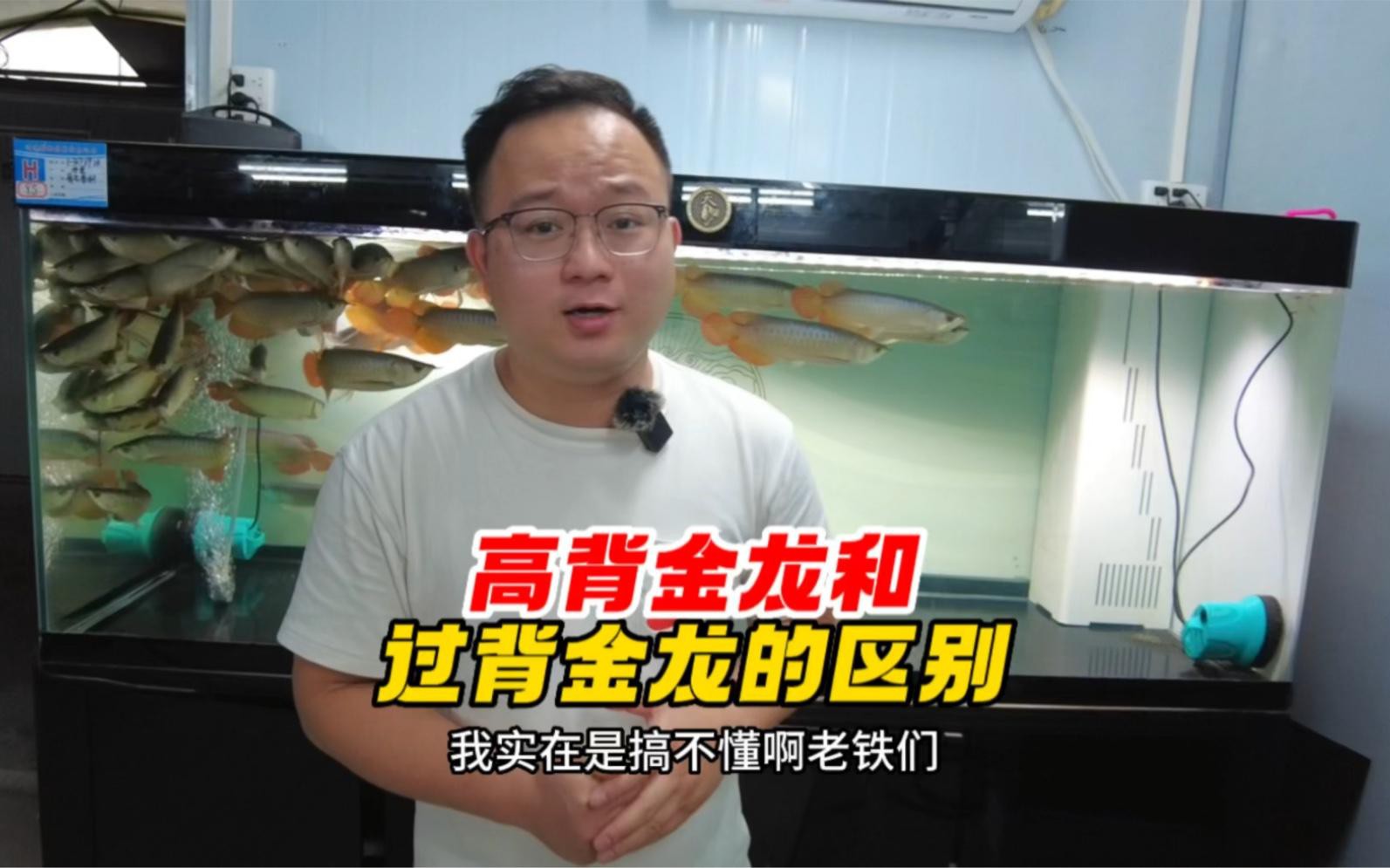 如何選購高品質的高背金龍？，如何挑選高品質的高背金龍