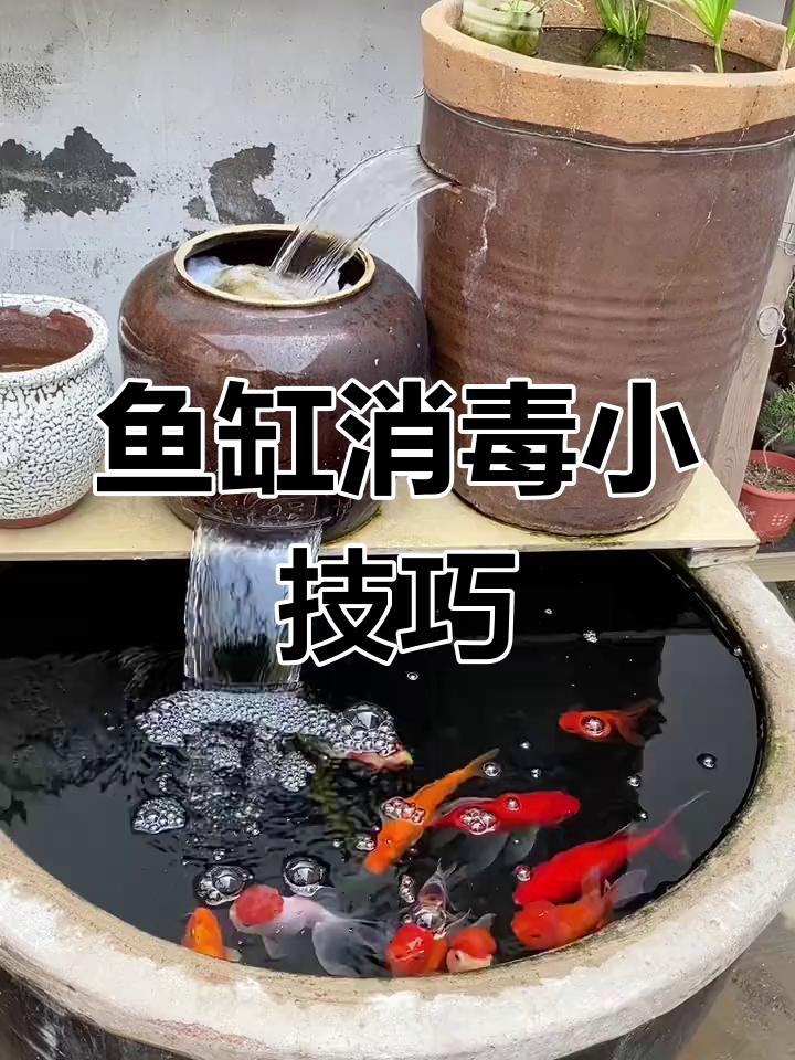 如何給金龍魚消毒？，給金龍魚消毒用什么藥好康健藥坊養魚怎么消菌殺毒綠色守護