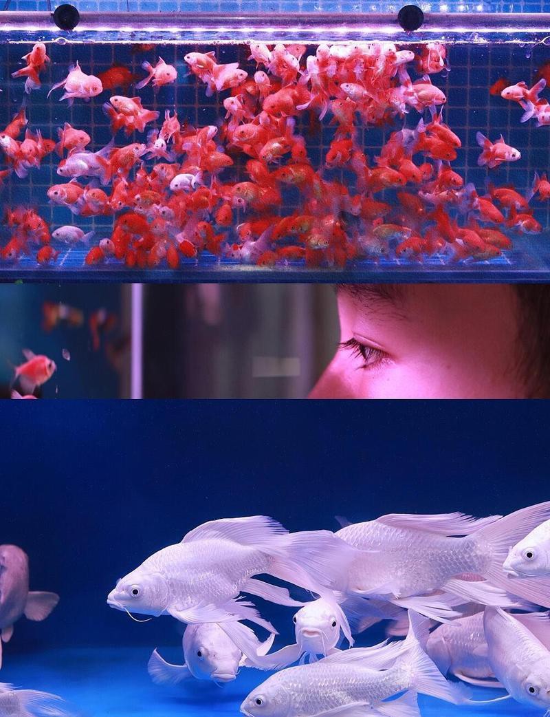 如何拍攝高質量的龍魚照片？，如何拍攝高質量的龍魚照片