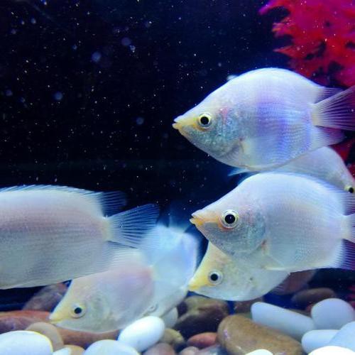 呈貢水族店，《呈貢水族店》在昆明呈貢區分布著多家特色鮮明水族店 呈貢水族店，《呈貢水族店》在昆明呈貢區分布著多家特色鮮明水族店 全國水族館企業名錄 第4張