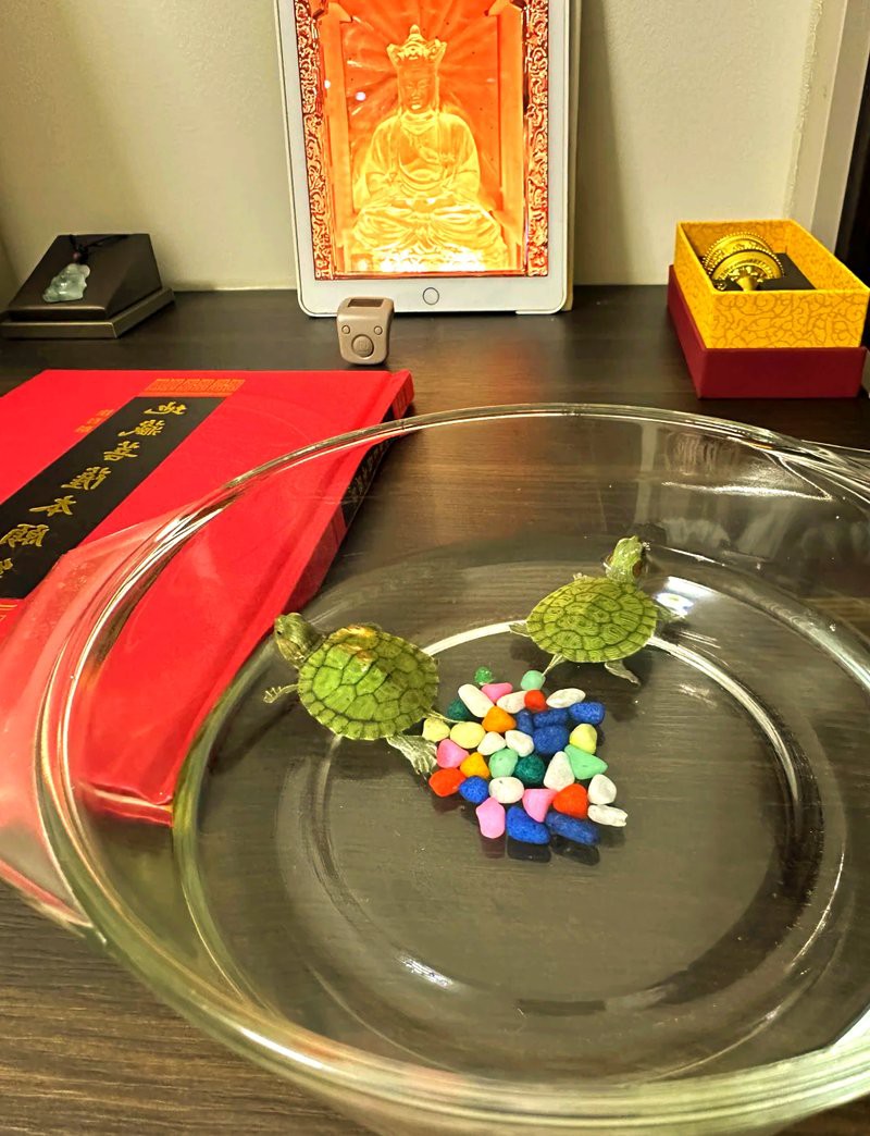 佛說烏龜和主人的緣分，《佛說烏龜與主人的不解之緣》烏龜與主人的不解之緣