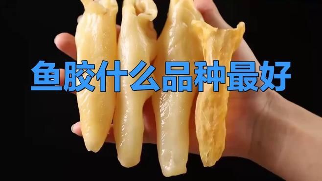 什么魚膠最好，《什么魚膠最好》