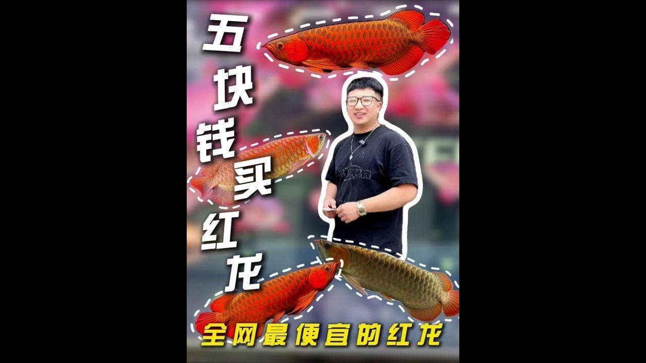 哪里可以購買到瑰寶龍紅龍魚？，瑰寶龍紅龍魚的價格